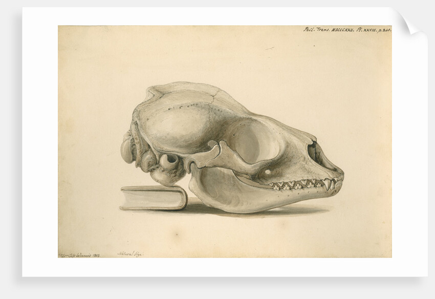 Orkney seal skull by William Clift