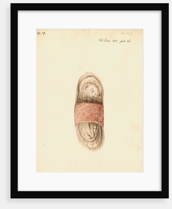 Cat foetus and placenta by William Clift