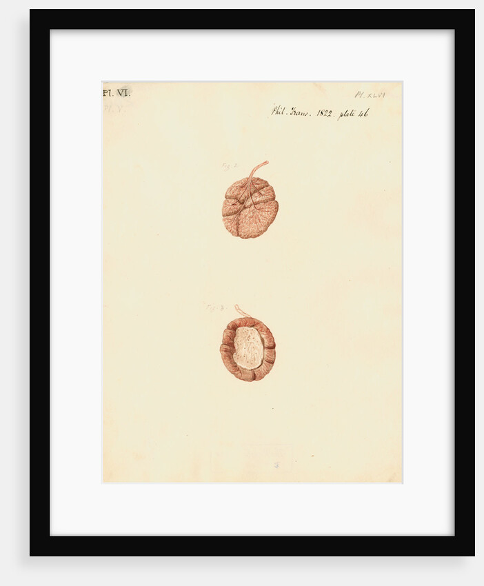 Rabbit placenta by William Clift