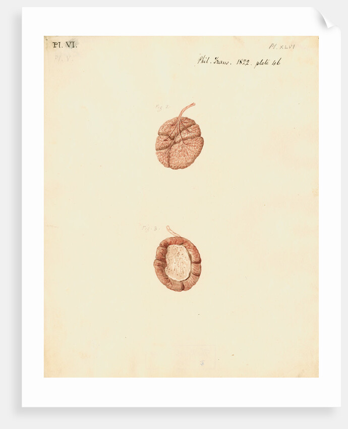 Rabbit placenta by William Clift