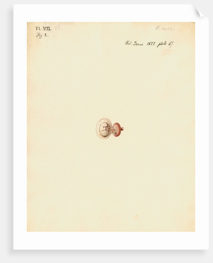 Rat foetus and placenta by William Clift