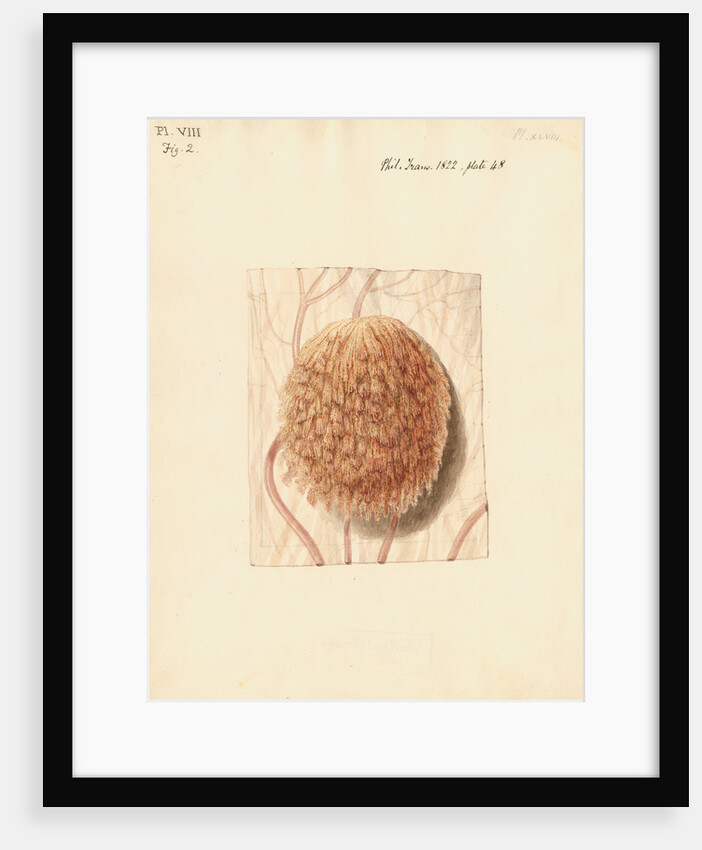 Cow placenta by William Clift