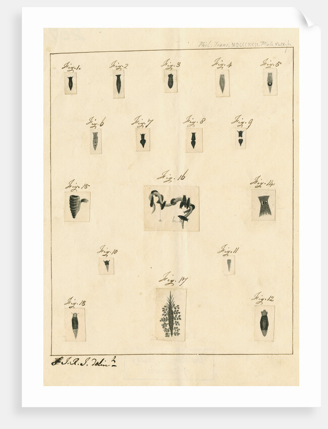 Planaria worms by James Rawlins Johnson