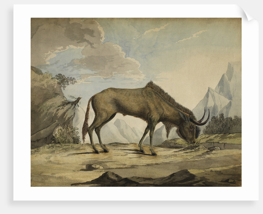 American bison by Anonymous