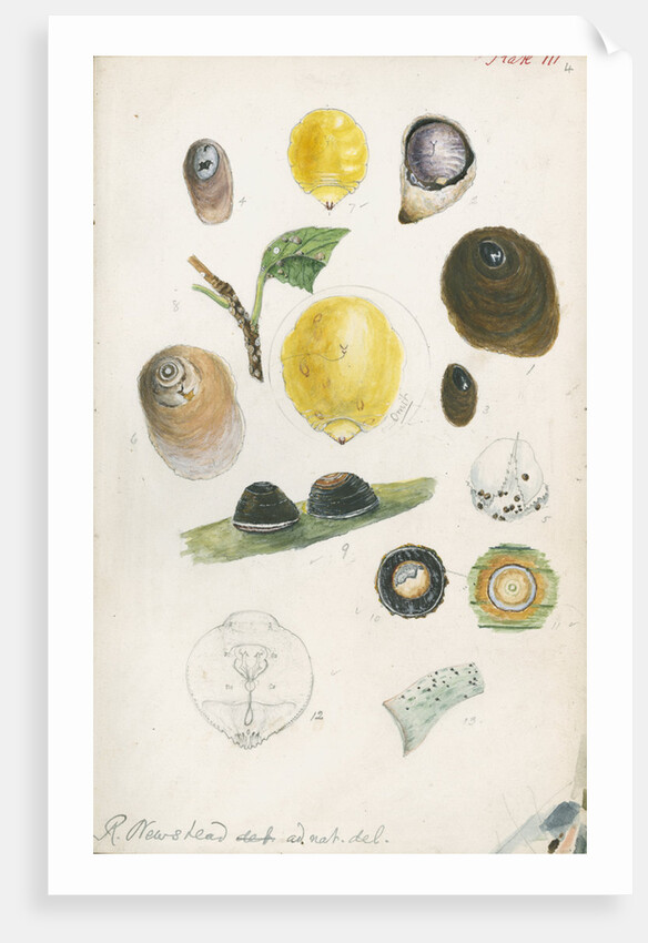 Aspidiotus bromelliae, Aspidiotus camellae and Aspidiotus personatus by Robert Newstead