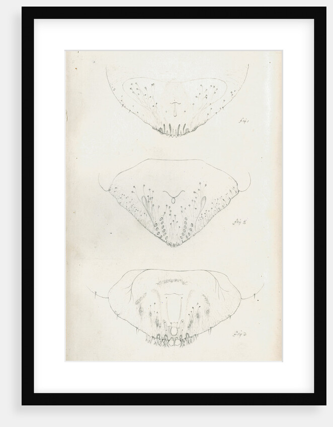 Posterior body parts of Aspidiotus personatus, Aspidiotus bromellae and Aspidiotus camellae by Robert Newstead