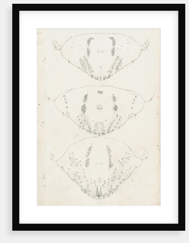 Posterior body parts of Aspidiotus zonatus, Aspidiotus ostreaeformis and Aspidiotus britannicus by Robert Newstead