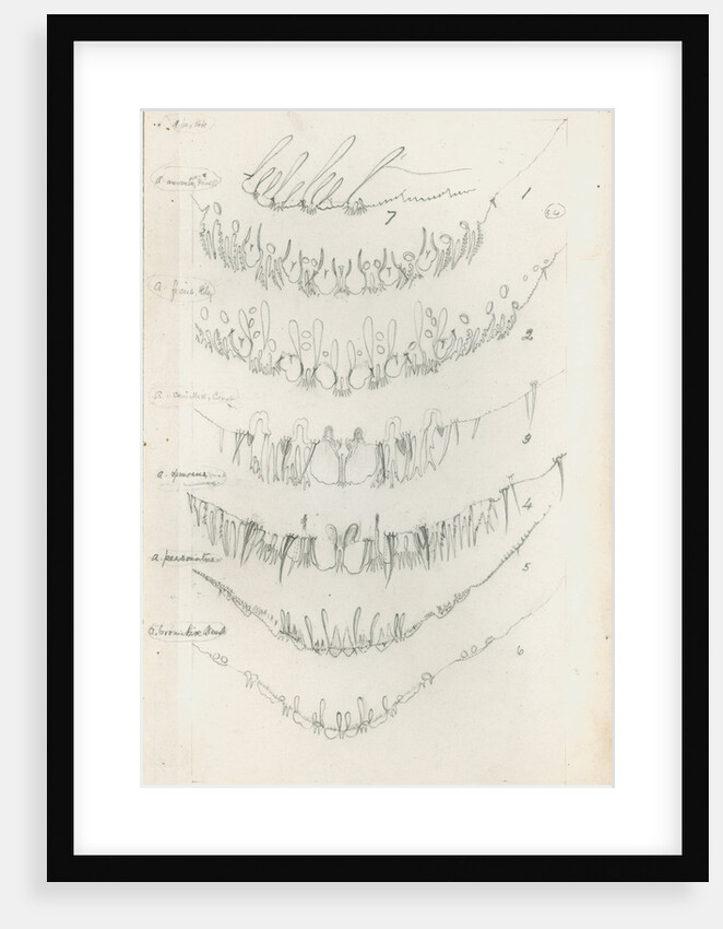 Posterior body margins of female Aspidiotus by Robert Newstead