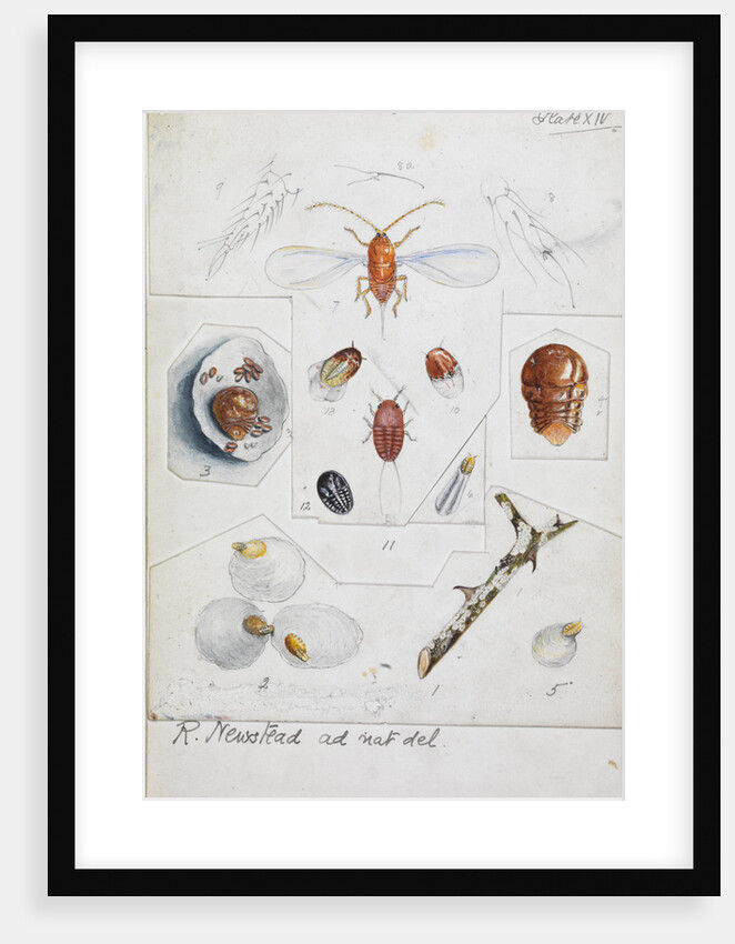 Aulacaspis rosae [Rose scale] by Robert Newstead