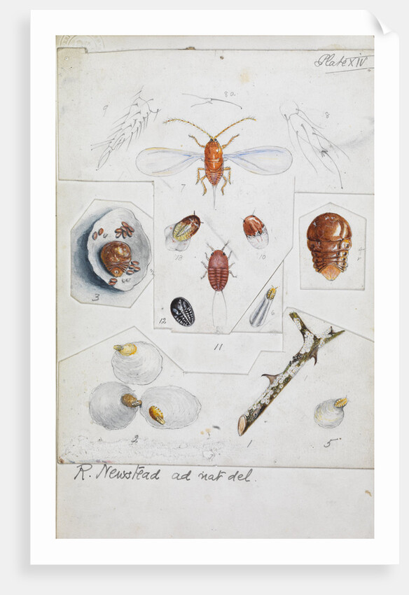 Aulacaspis rosae [Rose scale] by Robert Newstead