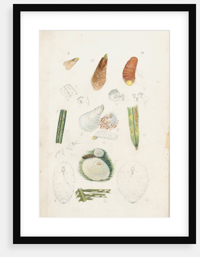 Poliaspis cycadis [Poliaspis cycad scale], Pinnaspis buxi [Boxwood scale] and Diaspis zamiae by Robert Newstead