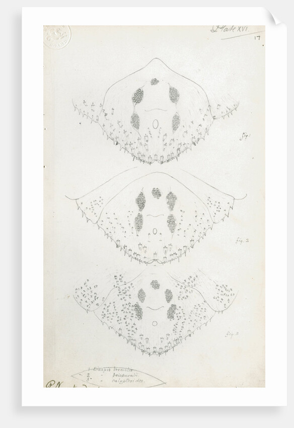 Posterior body parts of Diaspis bromellae [Pineapple scale], Diaspis boisduvalii [Biosduval scale] and Diaspis calyptroides [Cactus scale] by Robert Newstead