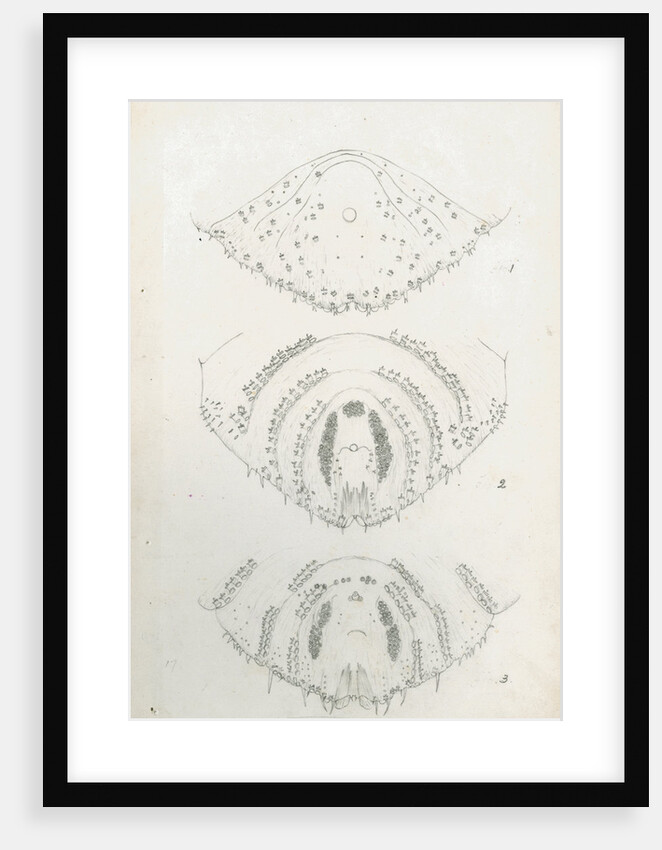 Posterior body parts of Diaspis zamiae, Aulacaspis rosae [Rose scale] and Poliaspis cycadis [Poliaspis cycad scale] by Robert Newstead