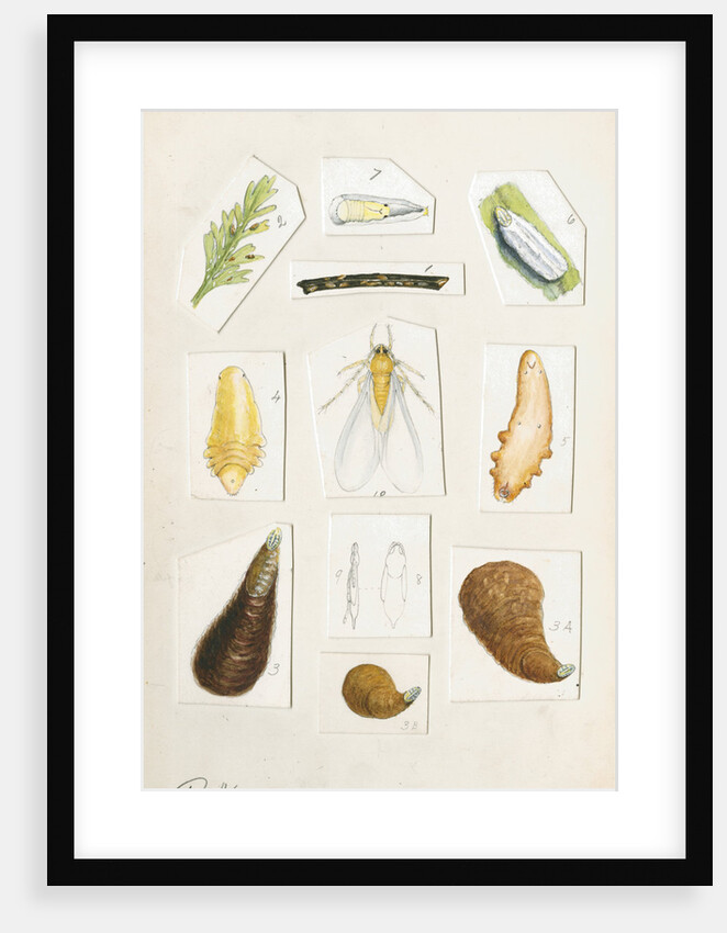 Chionaspis aspidistrae by Robert Newstead
