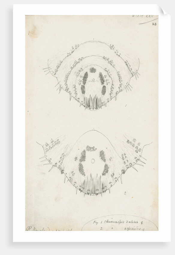 Posterior body margins of female Chionaspis salicis [Willow scale] and Chionaspis aspidistrae by Robert Newstead