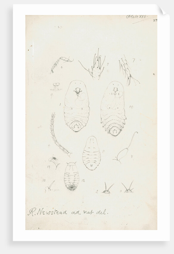 Mytilaspis pomorum [Mussel scale], Mytilaspis pinnaeformis and Pinnaspis buxi [Boxwood scale] by Robert Newstead