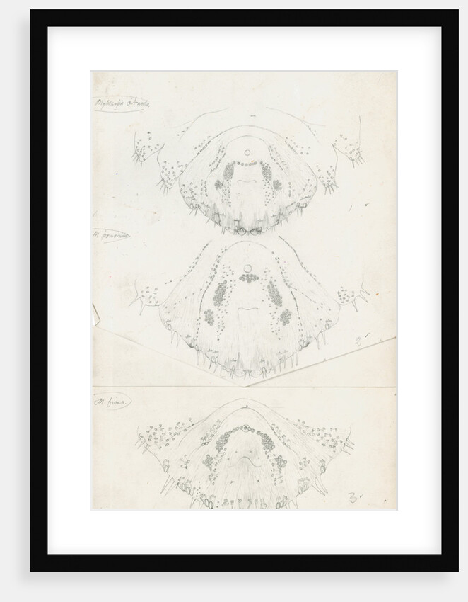 Posterior body parts of female Mytilaspis pinnaeformis, Mytilaspis pomorum [Mussel scale] and Mytilaspis ficuus by Robert Newstead