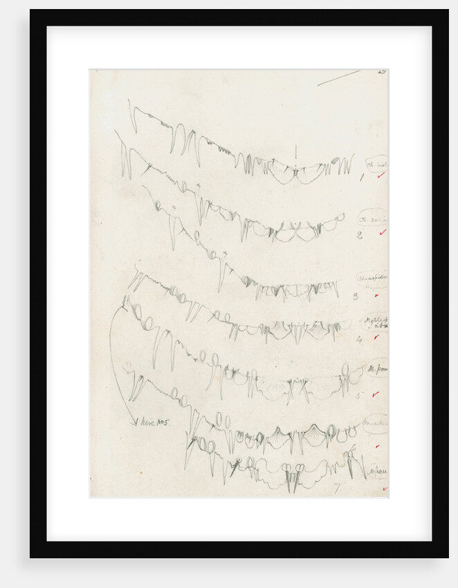 Posterior body margins of female Chionaspis and Mytilaspis by Robert Newstead