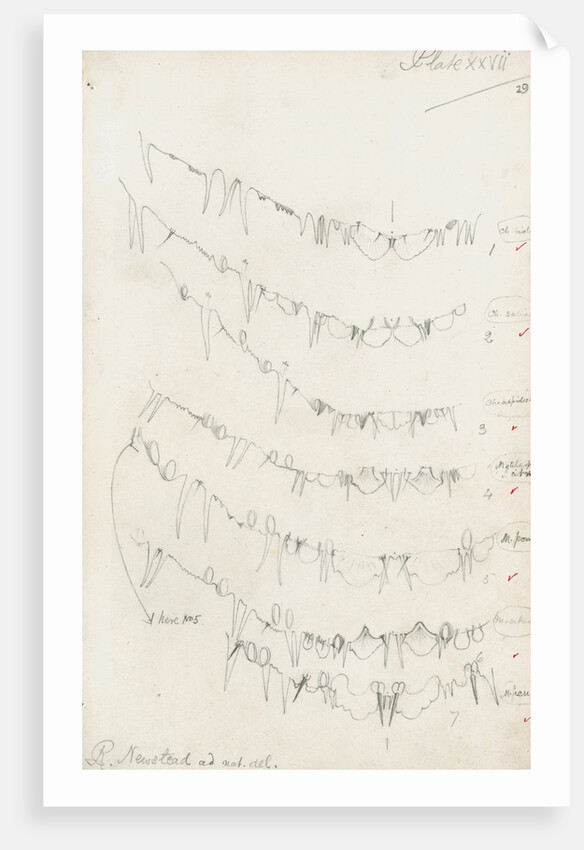 Posterior body margins of female Chionaspis and Mytilaspis by Robert Newstead