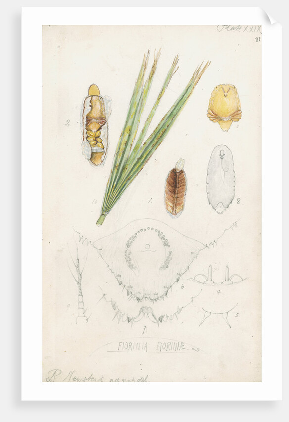 Fiorinia fioriniae [Palm fiorinia scale] by Robert Newstead