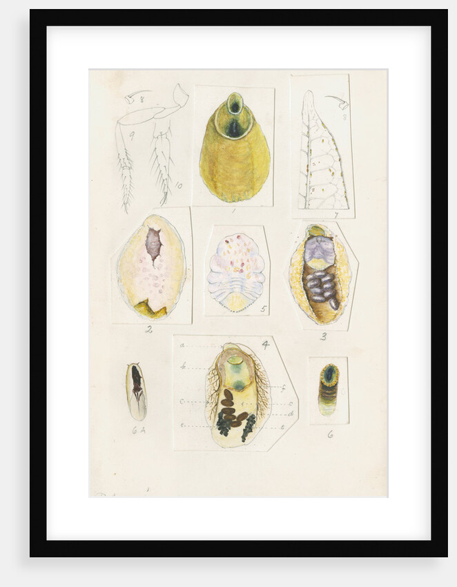 Parlatoria proteus, var. Crotonis by Robert Newstead