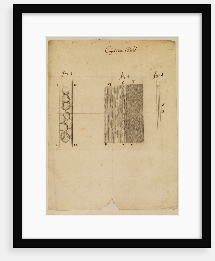 Section of oakwood by Anonymous