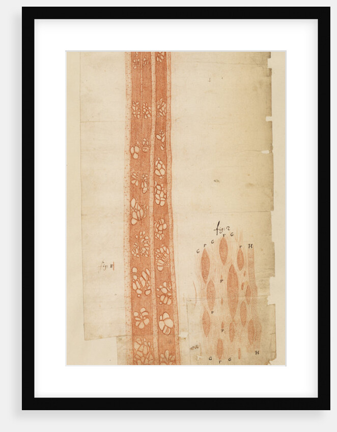 Section of elm wood by Anonymous