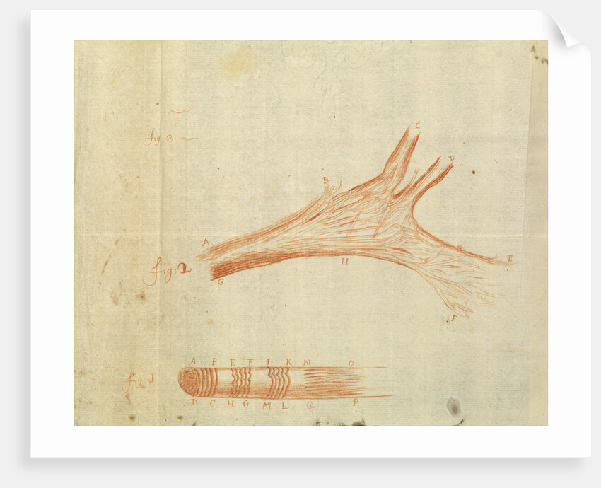 Microscopic views of muscle fibres of fish by Antoni van Leeuwenhoek