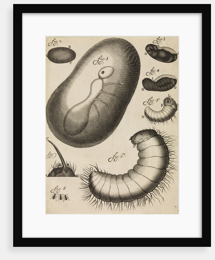 Microscopical observations of the development of the ant by Anonymous