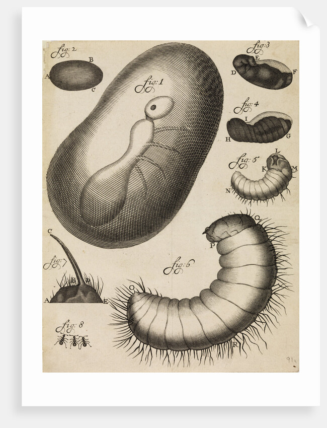 Microscopical observations of the development of the ant by Anonymous