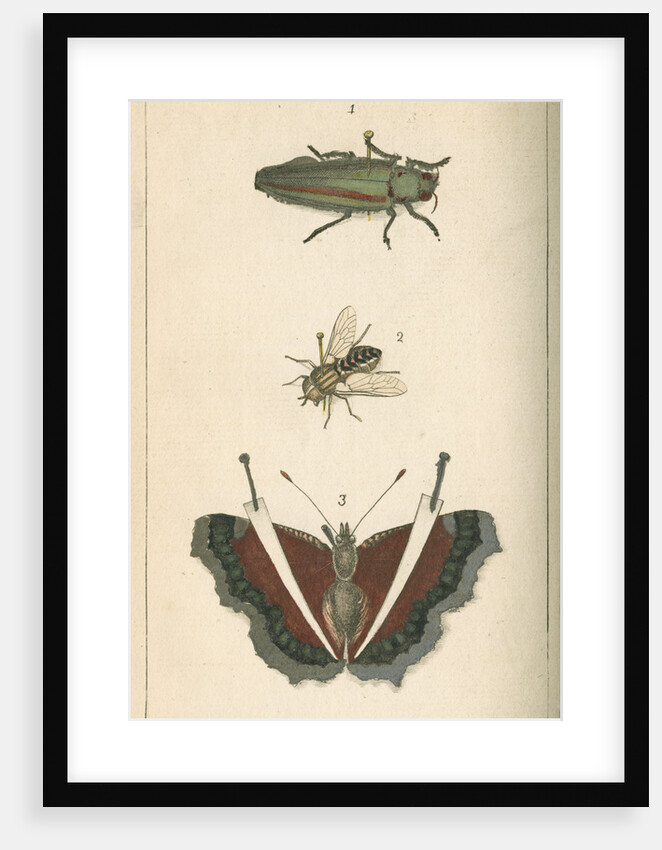 Specimens of a beetle, insect and butterfly by Moses Harris
