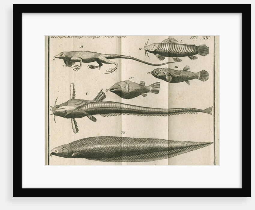 Species of fish and a lizard from Linnaeus's 'Academic delights' by Anonymous