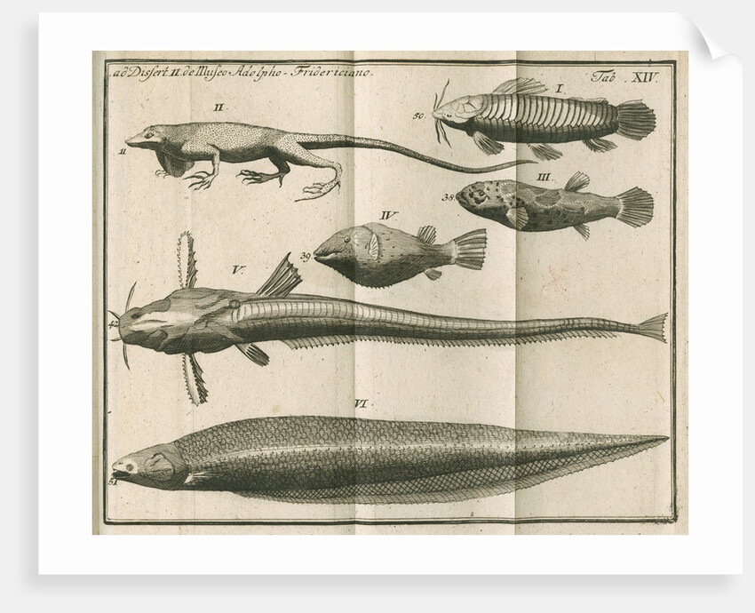 Species of fish and a lizard from Linnaeus's 'Academic delights' by Anonymous