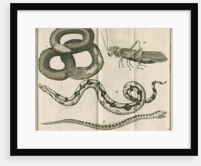 Snakes and a cricket from Linnaeus's 'Academic delights' by Anonymous