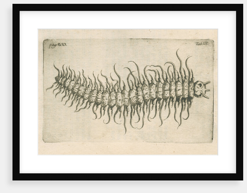 Marine plankton from Linnaeus's 'Academic delights' by Anonymous