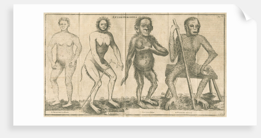 Four 'humanoid' figures from Linnaeus's 'Academic delights' by Anonymous