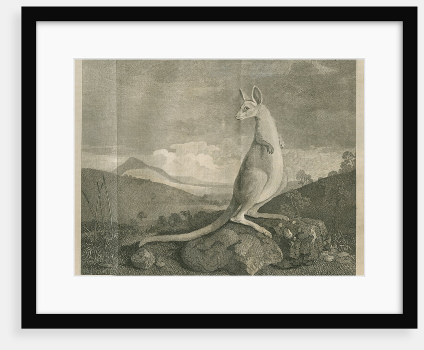 Sighting of a kangaroo by James Cook by Anonymous