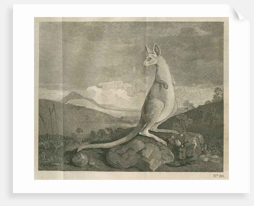 Sighting of a kangaroo by James Cook by Anonymous