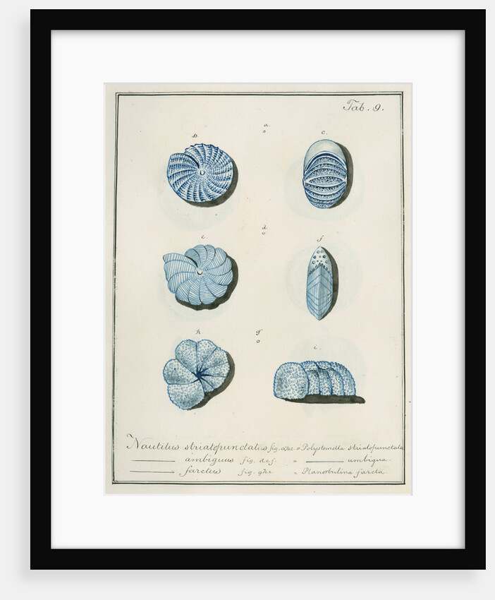 'Nautilus striatopunctalis...' [three specimens of foraminifera] by Henry Bowman Brady