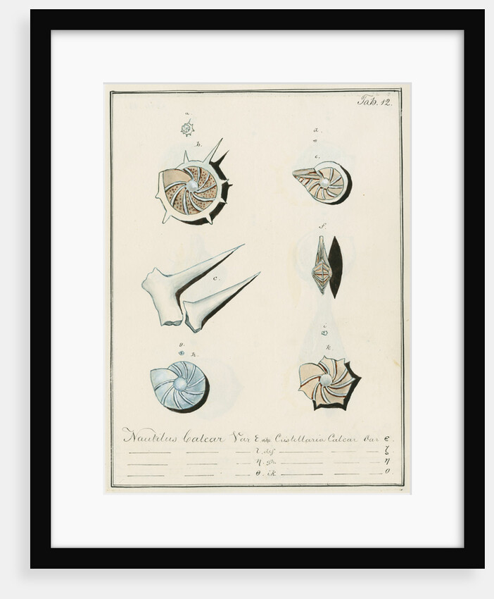 'Nautilus calcar...' [four specimens of foraminifera by Henry Bowman Brady