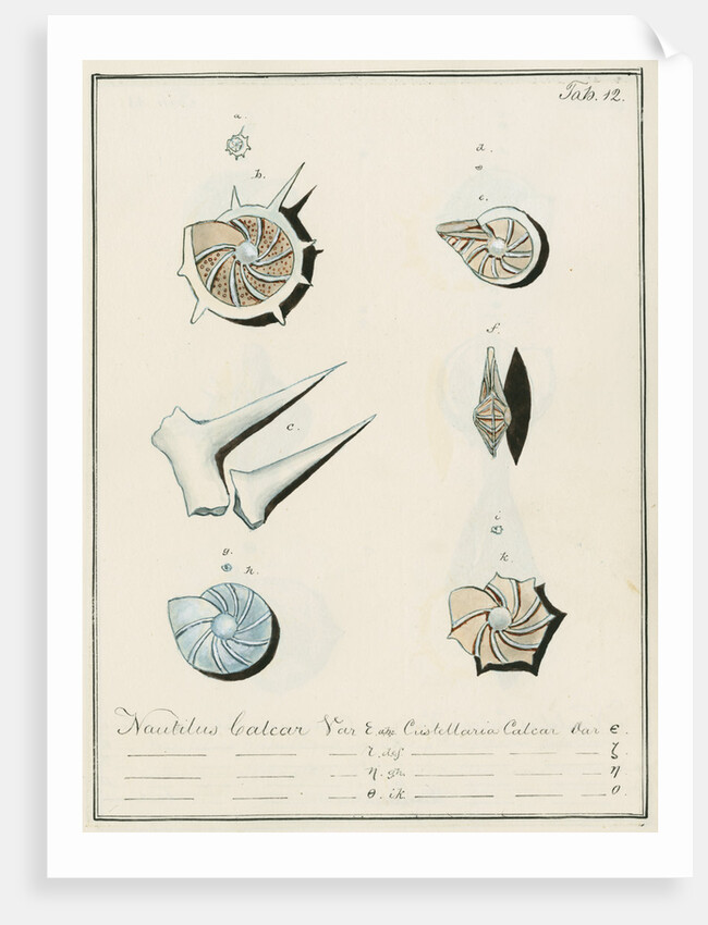 'Nautilus calcar...' [four specimens of foraminifera by Henry Bowman Brady