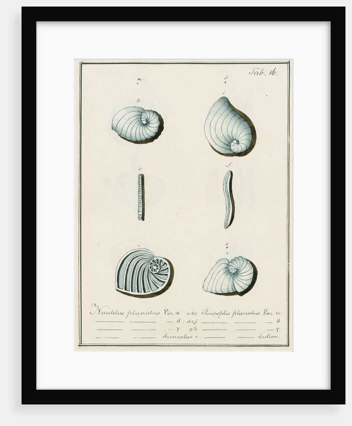 'Nautilus planatus...' [four specimens of foraminifera] by Henry Bowman Brady