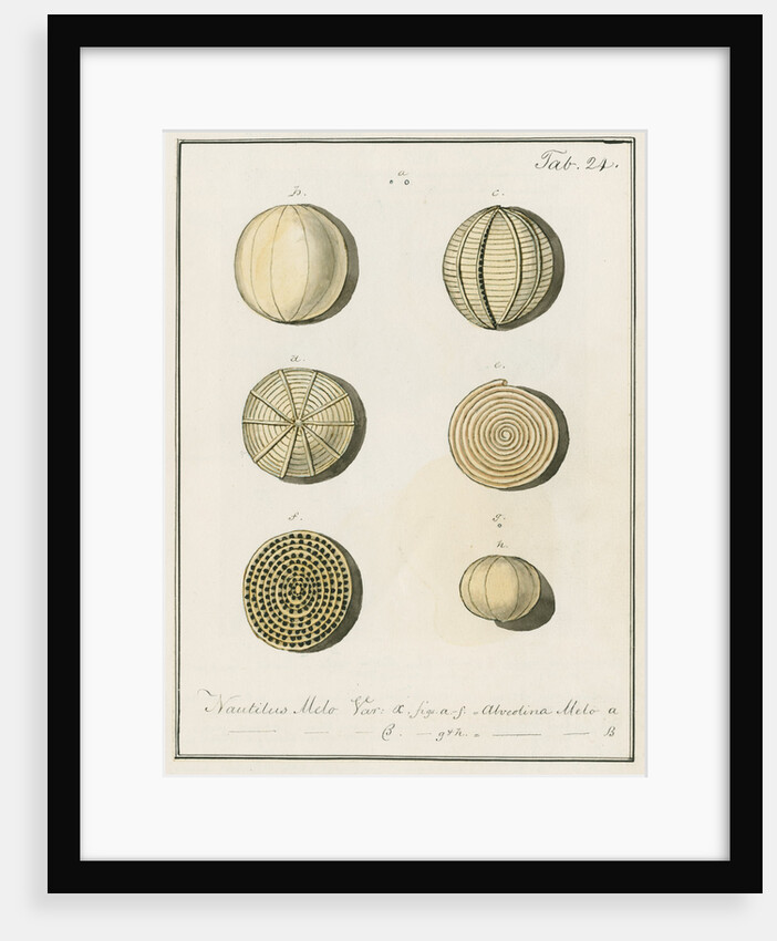 'Nautilus melo...' [two specimens of foraminifera] by Henry Bowman Brady