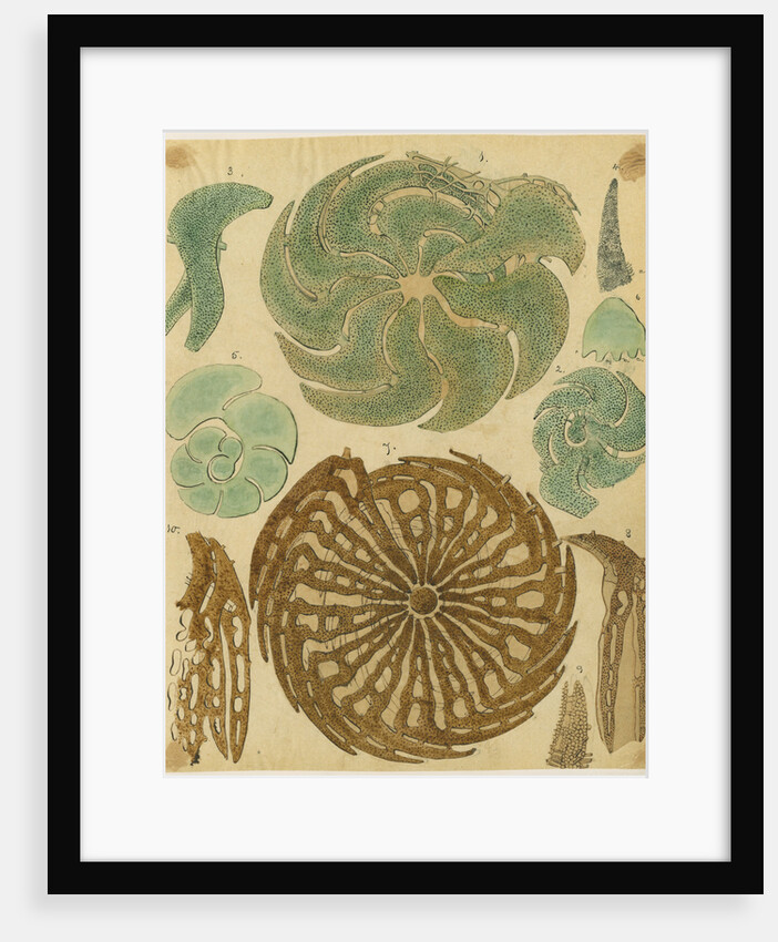 'Nonionina bavarica…' [four specimens of foraminifera] by Henry Bowman Brady