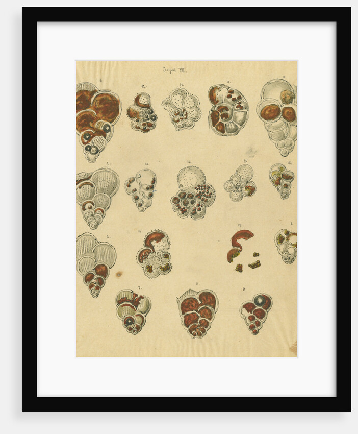 'Red sand, yellow sand & brown sand of the yellow chalk' [specimens of foraminifera] by Henry Bowman Brady