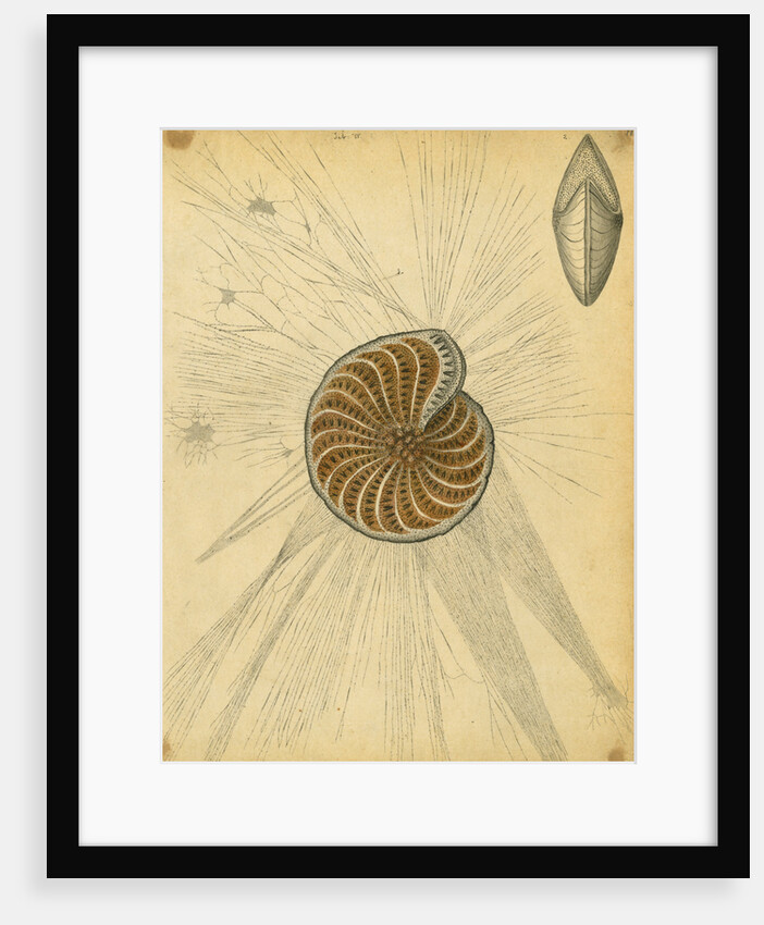 'Polystomella strigilata' [specimens of foraminifera] by Henry Bowman Brady
