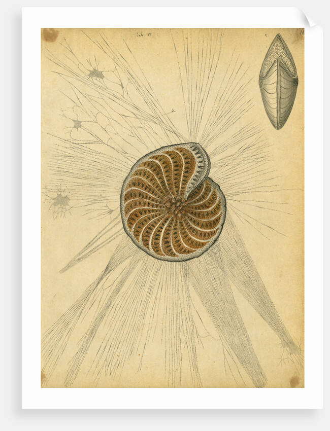 'Polystomella strigilata' [specimens of foraminifera] by Henry Bowman Brady
