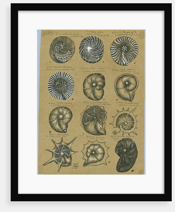 Twelve specimens of foraminifera by Henry Bowman Brady