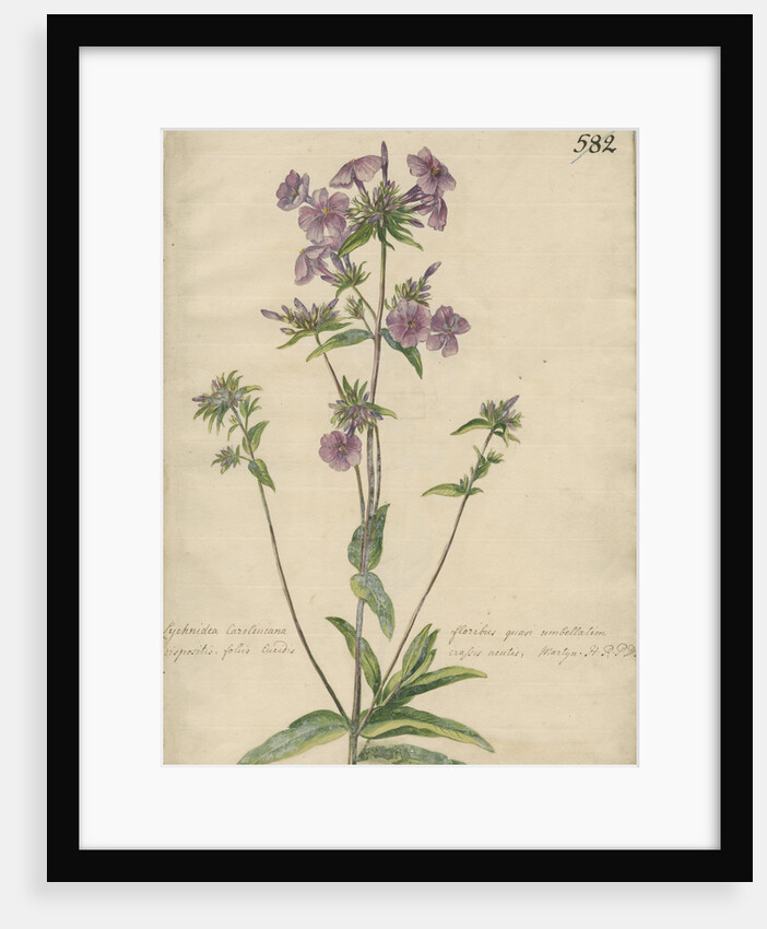 'Lychnidea Caroliniana floribus...' by Jacob van Huysum