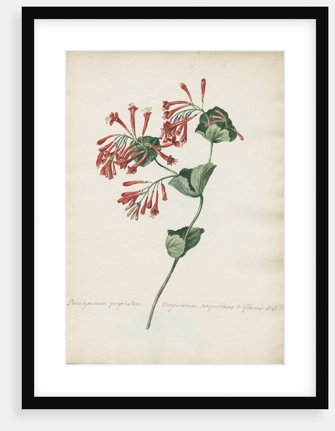 Periclymenum perfoliatum Virginianum... by Jacob van Huysum